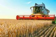 Cautela en el campo, se sembrará la misma superficie de trigo que en el 2023