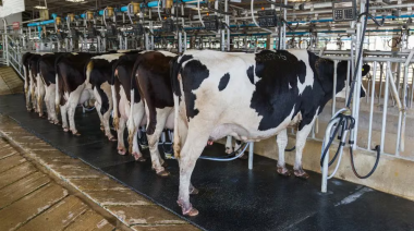Detectaron casos de gripe aviar en vacas lecheras de Texas, Kansas y Nuevo México