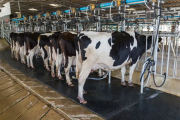 Detectaron casos de gripe aviar en vacas lecheras de Texas, Kansas y Nuevo México
