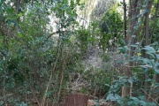 Tala indiscriminada y sin controles en el bosque del Paseo Ecológico