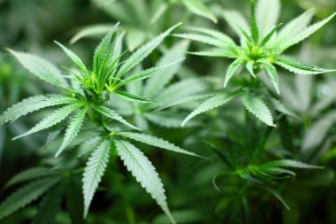 Pelea judicial para que devuelvan las plantas de marihuana a “Tití” González