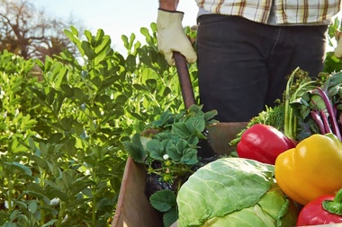 Aporte cooperativo, de la economía social y de la agricultura familiar