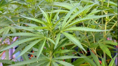 Cannabis, industrial y autocultivable, cerca de aprobarse