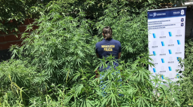 Secuestraron plantas de marihuana en Junín y Rojas