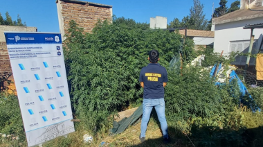 Más de 20 plantas de marihuana fueron secuestradas en Junín