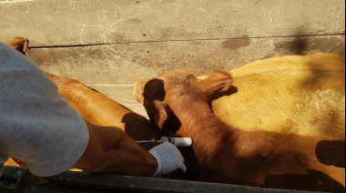 Primera campaña anual de vacunación contra la fiebre aftosa y la brucelosis