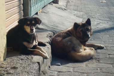 En Leandro N. Alem atienden a los perros de la calle