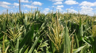 En Junín existen 200.000 hectáreas aptas para la producción agropecuaria