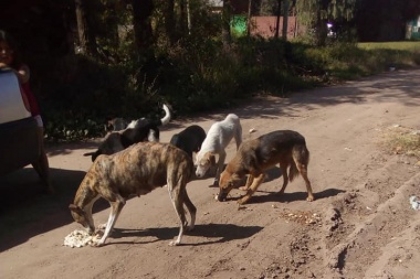 Las proteccionistas evitan que los perros en situación de calle se mueran de hambre