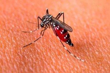 Contra el mosquito, una fuerte prevención