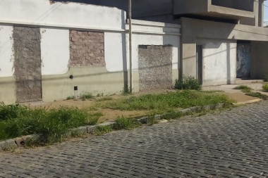 Arbolado público: a dios rogando y  con el hacha dando