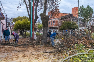 Arbolado público: a dios rogando y  con el hacha dando