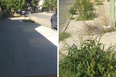 Arbolado público: a dios rogando y  con el hacha dando