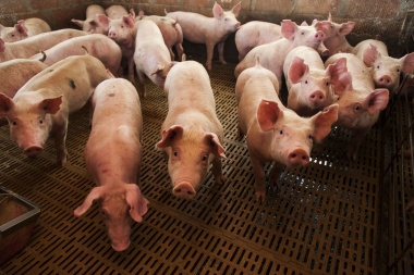La culpa no es del chancho