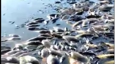 Sequía prolongada: gran mortandad de peces en la salida del Carpincho