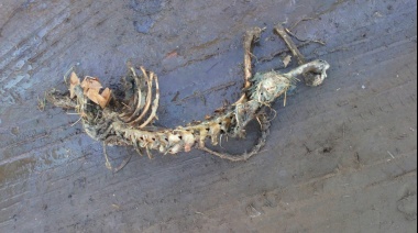 Encontraron restos humanos en cercanías del cementerio del Oeste