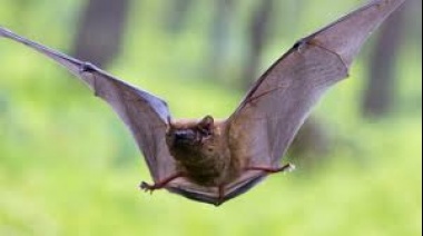 Apareció un murciélago con rabia en Tres Arroyos y por prevención vacunan a perros y gatos