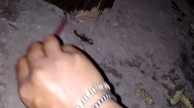Apareció un alacrán en el barrio La Merced