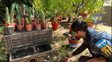 La sustancia producida por el cactus "San Pedro", origen del "burundanga"