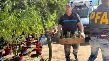 La sustancia producida por el cactus "San Pedro", origen del "burundanga"