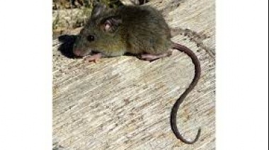 Qué es el Hantavirus y porque se dispararon las alertas