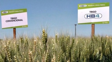 La justicia prohibió el “uso y liberación” del Trigo HB4 en la Provincia
