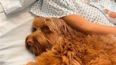 Kira, la “amiga” de cuatro patas que facilita pequeños grandes logros en los tratamientos médicos de los chicos