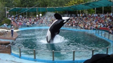 Buscan prohibir espectáculos con animales marinos en cautiverio