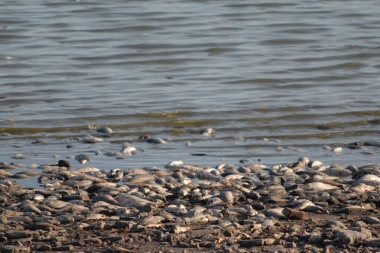 ¿Cuánto falta para que mueran los peces?