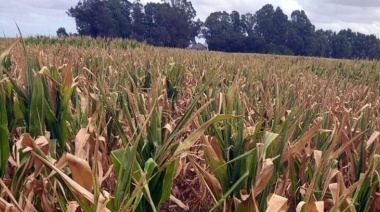 Se declaró en emergencia agropecuaria al Distrito de Lincoln