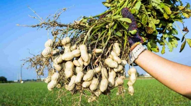 El cultivo de maní crece en la Provincia de Buenos Aires y se acerca a Junín