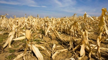 Prorrogaron la emergencia y desastre agropecuaria en Ameghino por la sequía