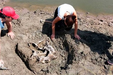 Fósiles de megafauna: Rescatar  el patrimonio histórico de Junín