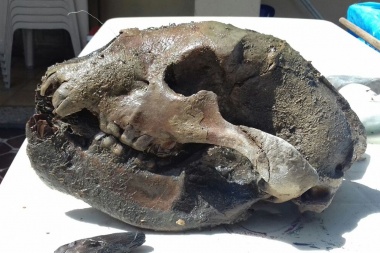 Fósiles de megafauna: Rescatar  el patrimonio histórico de Junín