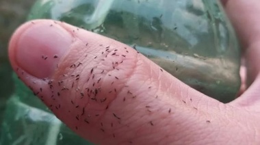 Invasión de "bichitos negros": qué son, cómo combatirlos y qué daños pueden provocar en la piel