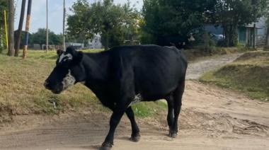 Desde el FdT le reclamaron a Petrecca por los animales sueltos en las calles de Junín