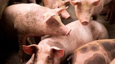 Hay 230 casos en la Provincia y el 75% están en Coronel Suárez, Guaminí y Adolfo Alsina