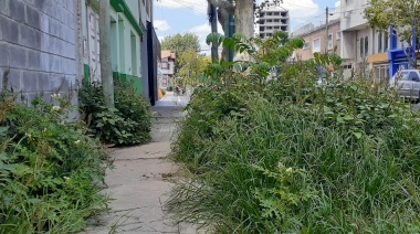 Un yuyal a dos cuadras del centro