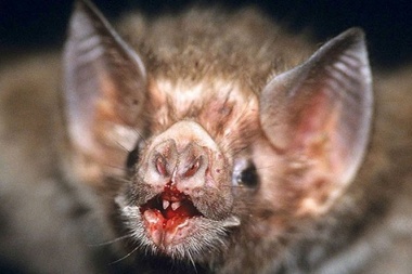 Desde zoonosis  municipal alertan  sobre la aparición de murciélagos con rabia