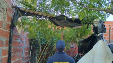 Plantas de marihuana secuestradas en Vedia y Lincoln