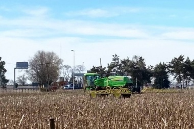 “Mosquitos” que envenenan en Roca