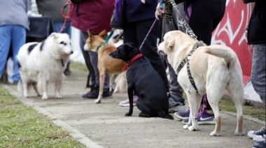 El Concejo aprobó la castración obligatoria de perros en todo el distrito