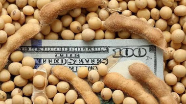 La soja cayó debajo de USD 400 por tonelada, la menor cotización en casi cuatro años