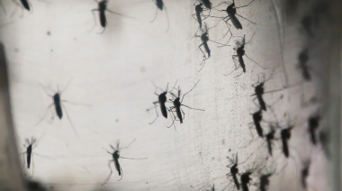 ¿Por qué los casos de dengue podrían ser más graves en el próximo brote?