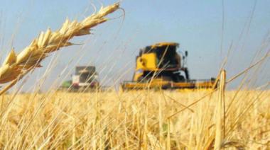 El 68% de la cosecha de trigo está 'entre buena y excelente'
