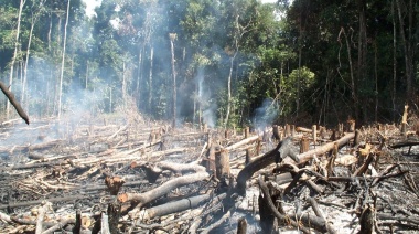 Árboles en riesgo de  extinción