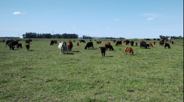 La Pampa “deprimida” por culpa de los pastizales