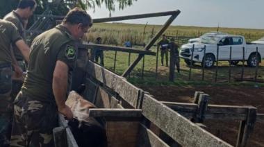 Recuperaron toros reproductores que habían sido robados de Agustina