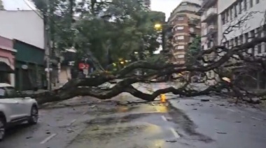 CABA: El temporal dejó árboles caídos, autos aplastados y techos volados