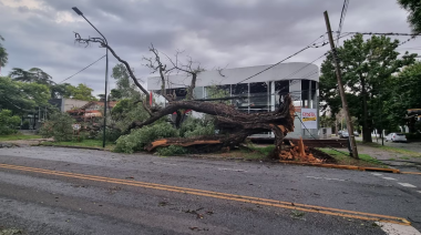 CABA: El temporal dejó árboles caídos, autos aplastados y techos volados
